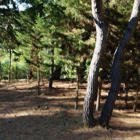 Dalmatinska Kuca Terace Villa Skradin Buitenkant foto